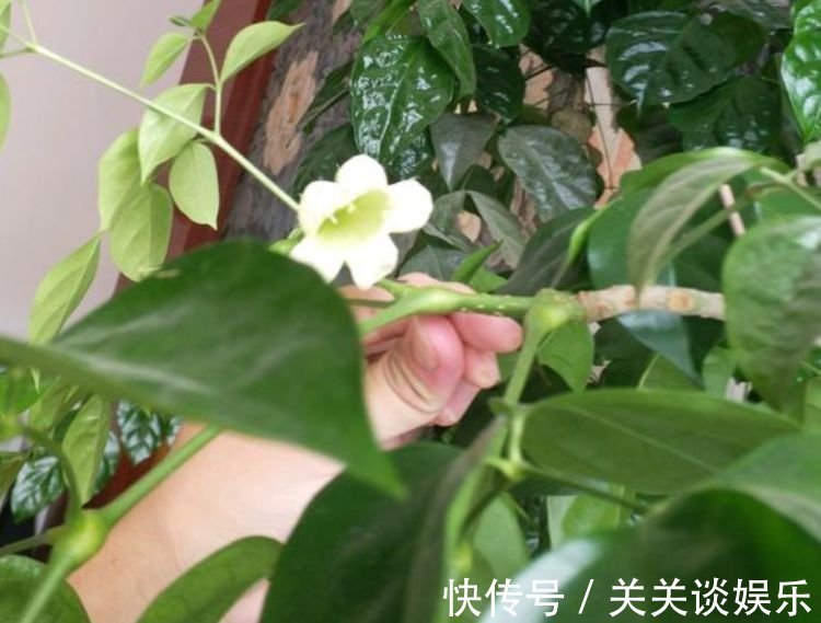 此花超漂亮,沾土就活,看了就让人沉醉,年年开花不断,美!