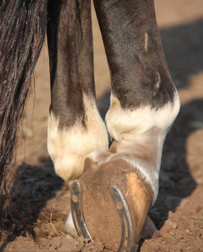 杨尚昆|上游?夜雨丨谢子清：?马掌铁（外二首）