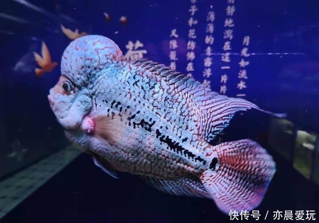 疾病|想要避免观赏鱼肠炎类疾病,一定要靠下药预防吗?根本没必要