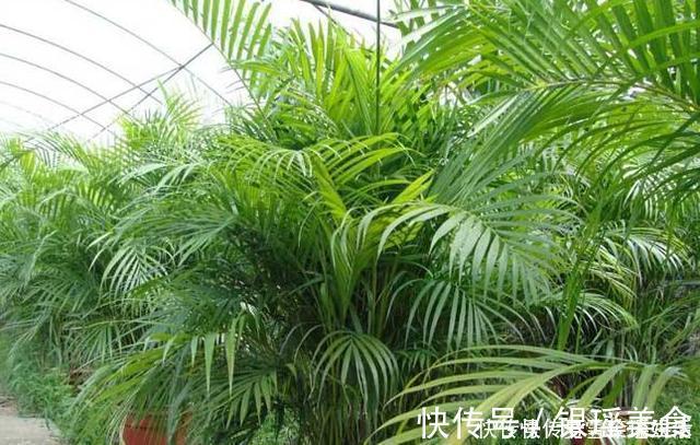 散尾葵|这3种花是“吸氧精”,可别养在卧室,争分夺秒的和你抢氧气