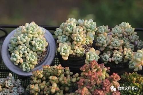 大花园|阳台太小不碍事，用这4招，分分钟变成人人羡慕的大花园！