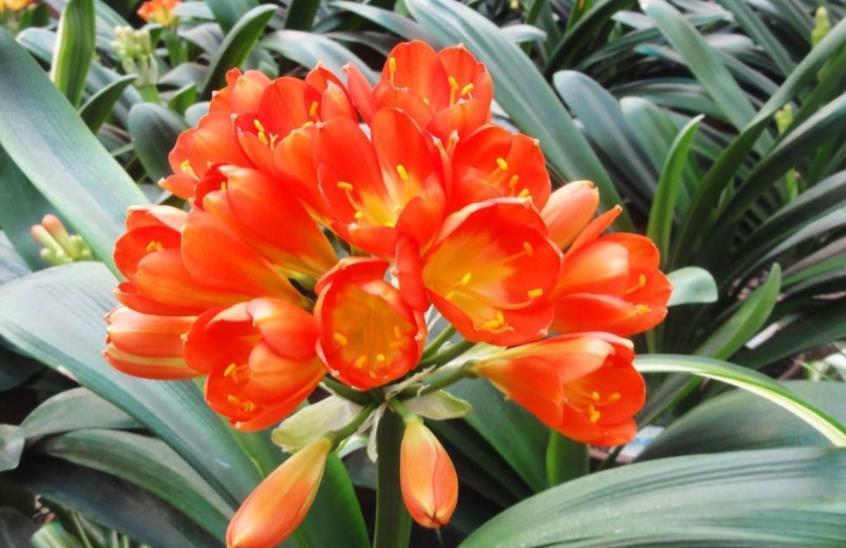 妙招|秋天养君子兰,教你几个小妙招,根系更健壮,新叶长得快