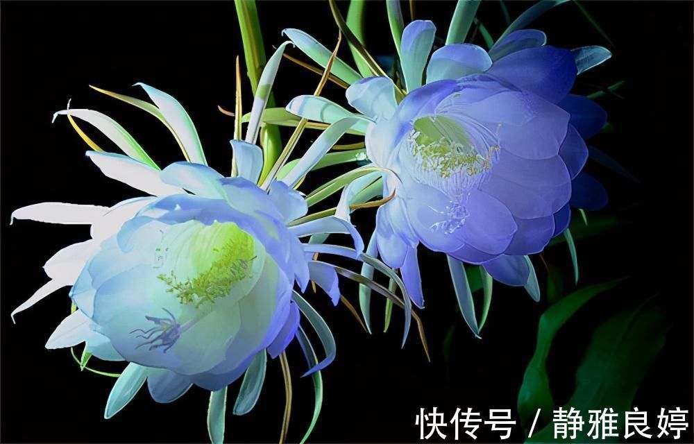夜来香|这4种花养的人特别多，就为了看它们在夜间绽放，欣赏不一样的美