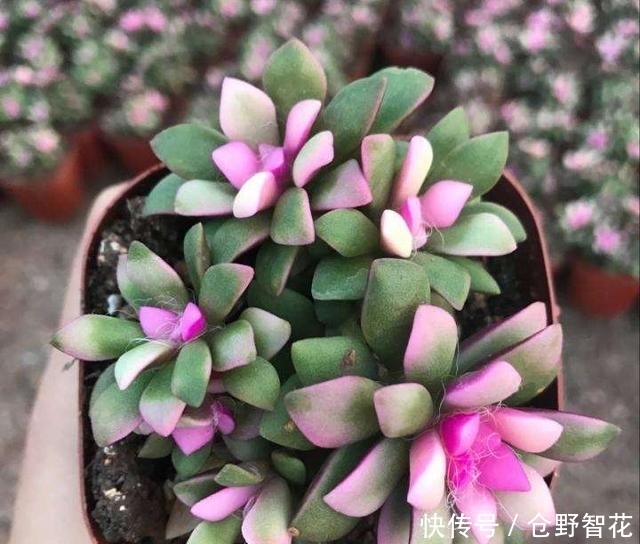 夏天养多肉,一定不要做这几件事,否者躲不过“夏必死”