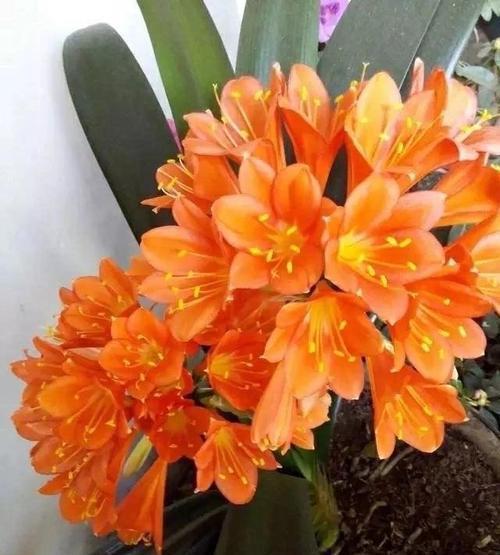 君子兰难开花?掌握几个小技巧,长新叶不夹箭,开出层叠群花!