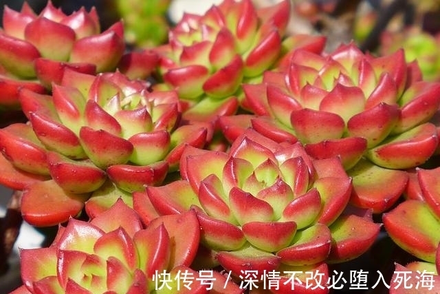 养多肉不叶插不完美，6个品种的叶插苗都是多头，成活率非常高