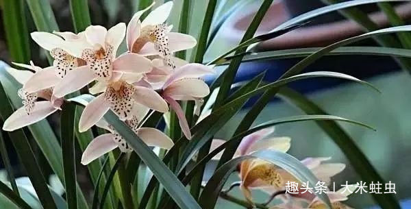 一棵品相绝佳，年年开花的好兰花，根系一定又白又壮