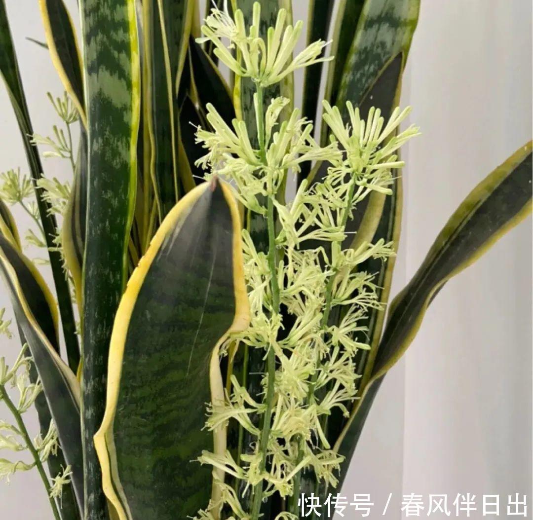 超级耐旱花，整个冬天不浇水，还能胖一圈！