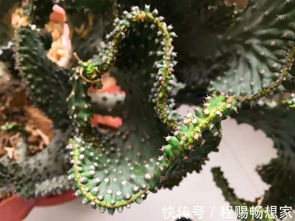 养花6种“丑八怪”,放在家里能镇宅,养的越久越气派