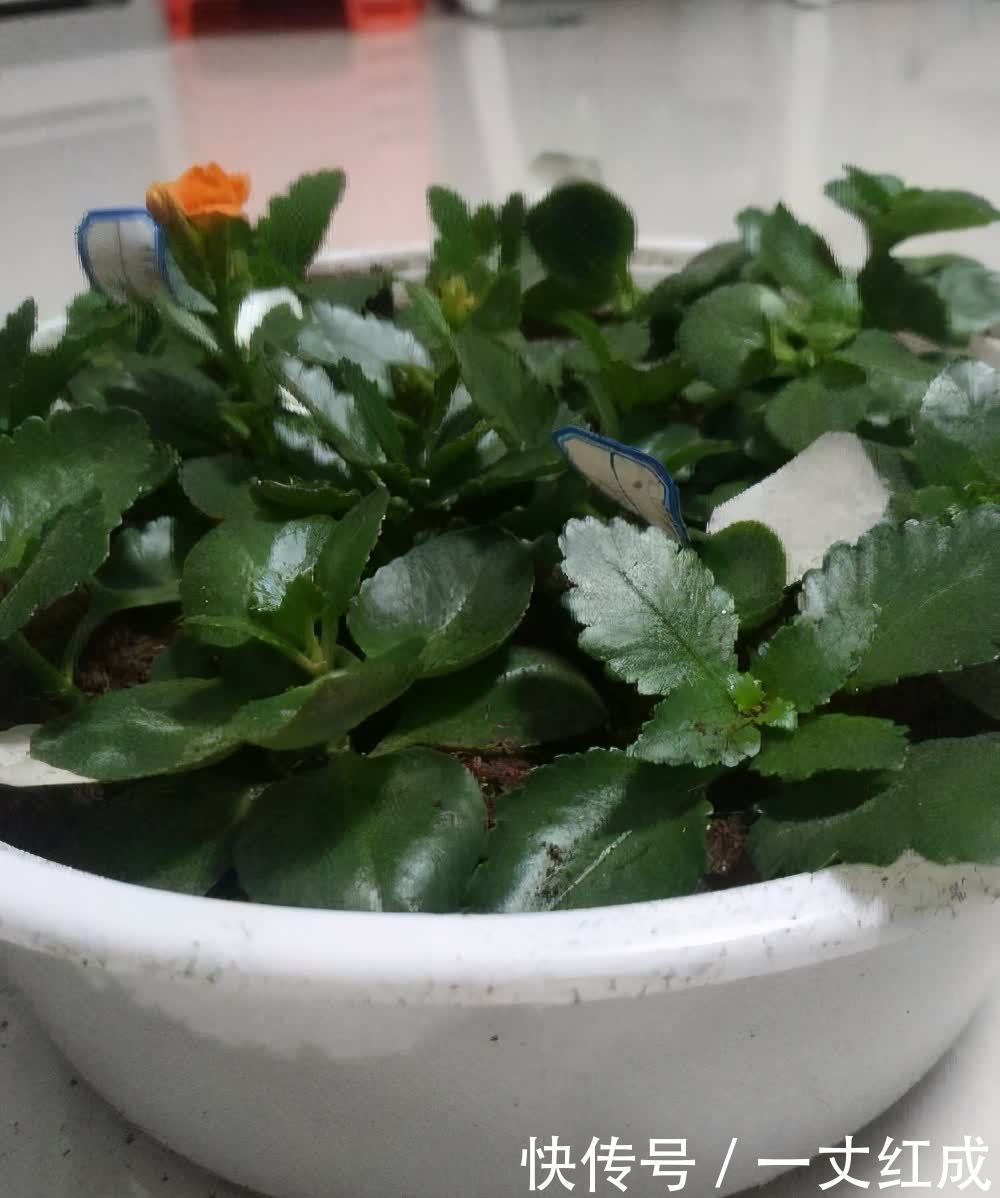 初夏扦插“4种花”,一周生根沾土就活,很快就有花儿欣赏了