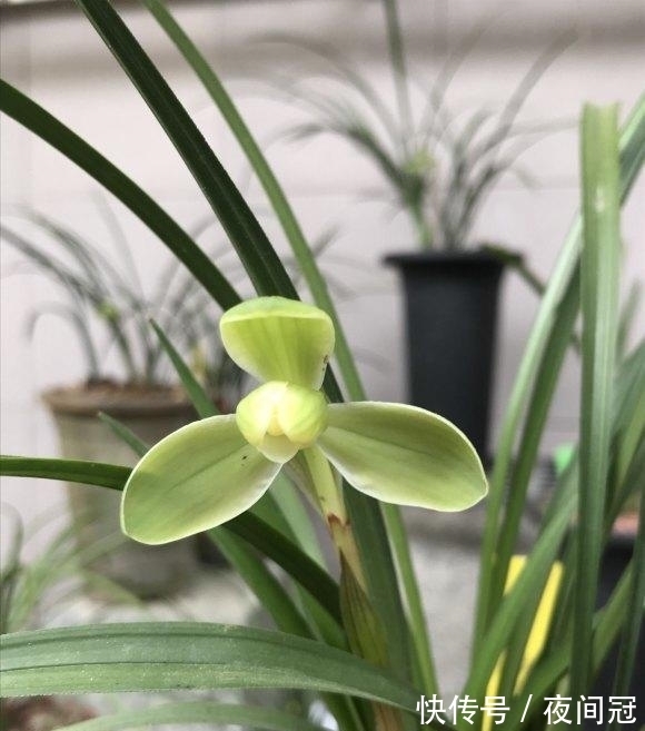 兰草真抗旱，放在老家的兰草，2个月没浇水，叶子依然挺拔