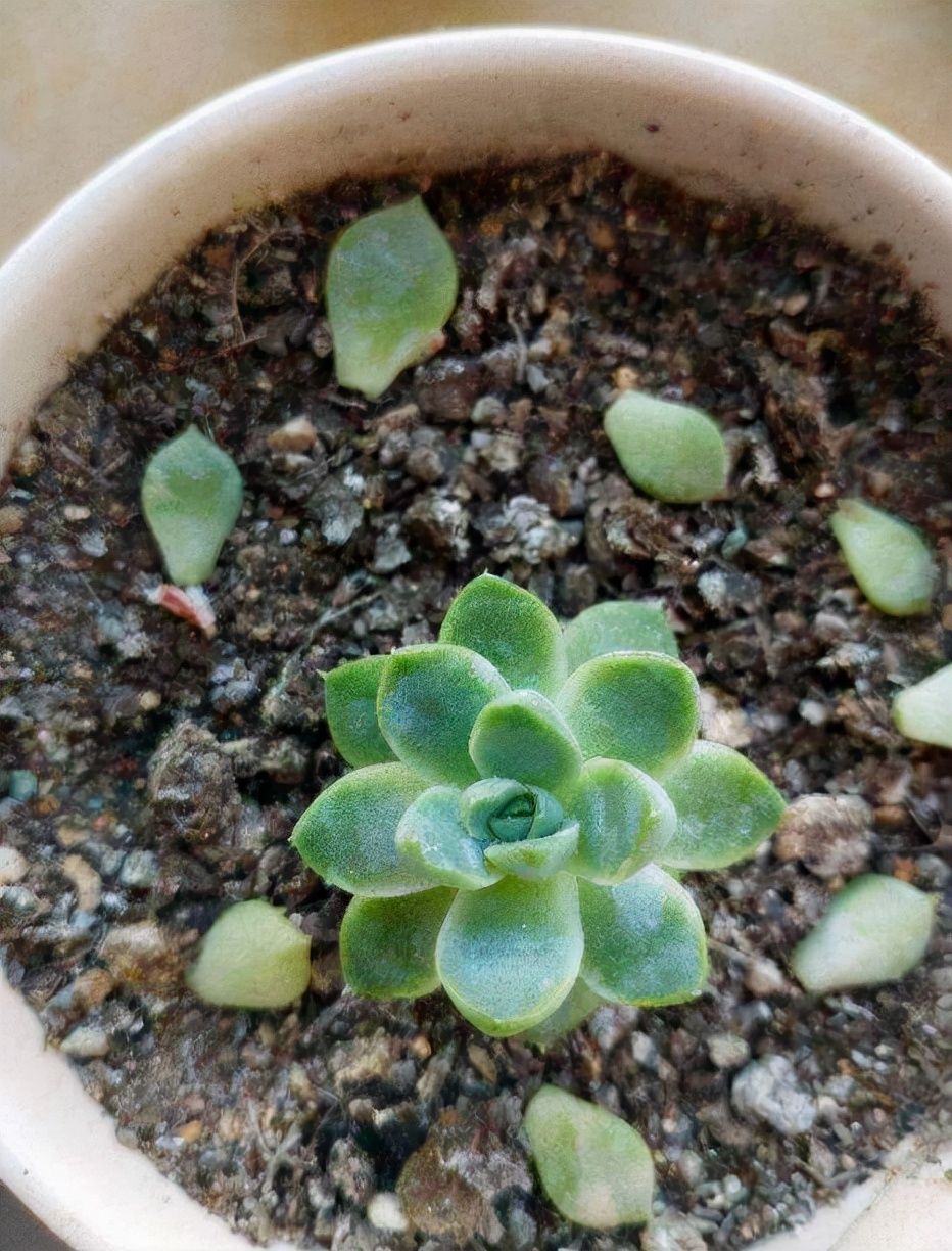 叶片|多肉到了秋天,不注意4个“必须”,今年难出好状态