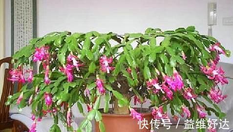 蟹爪兰|“嫁接”蟹爪兰,不注意这个“小细节”,成活率基本为“零”