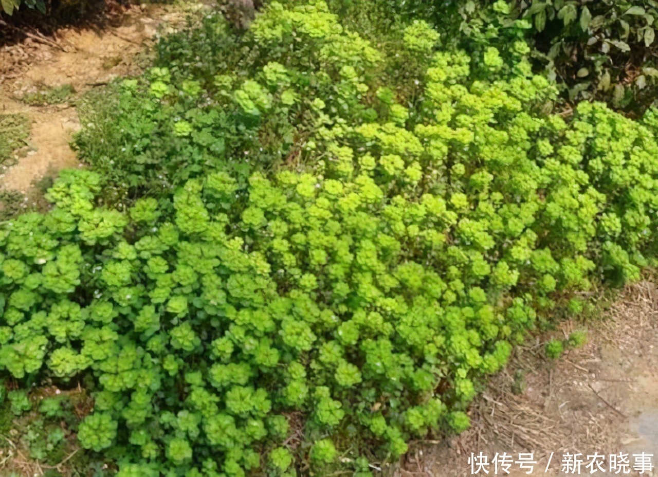 如见|农村有1药草,其相貌普通,但药效惊人不可错过,药农见到如见宝