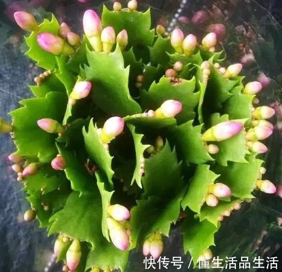 蟹爪兰“软趴趴”像霜打了一样,因为犯了1个大错,赶紧改来得及!