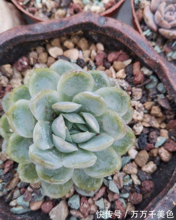 阳台|景天多肉对光照要求高,室内阳台缺光照,难养好,不建议选择