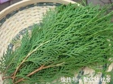 叶子|白发爬满头很难看,莫慌!常用此叶子洗头,白发变黑发,早知早好