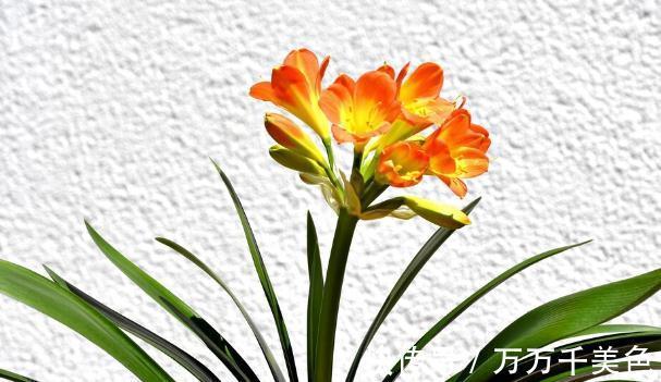 花盆越小开花越好的“皮实”花，塞进小花盆里，好养又好看