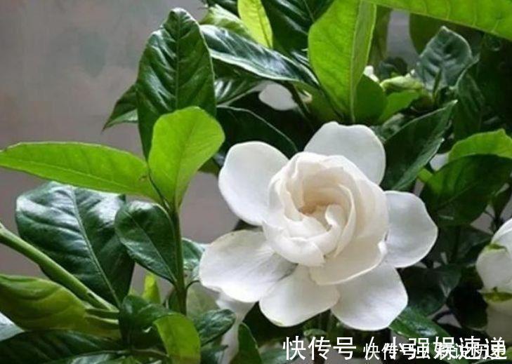 栀子花|适合家养的几种花,沾土就活,轻松变成小花园