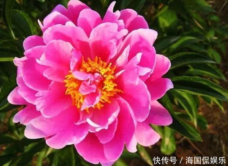 养花就养4种花,家里养一盆,开花漂亮一年不停,越养越喜欢