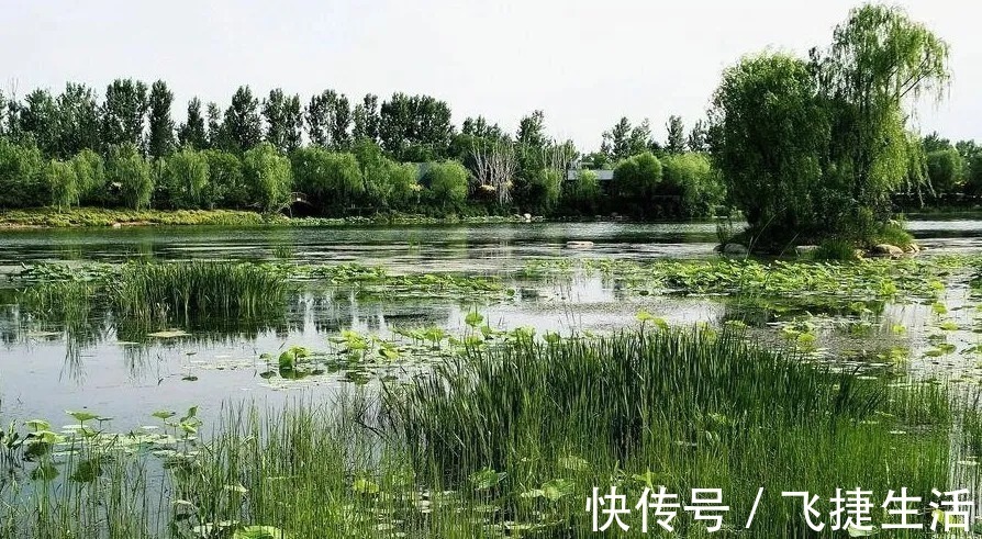 夏日|陆游诗词里的夏天 ：柴扉昼掩竹林幽，坐使炎天变素秋