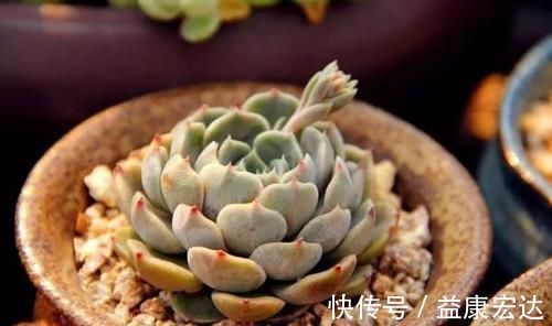 养多肉植物,做到此3点,叶子圆润如珍珠,色似糖果五颜六色
