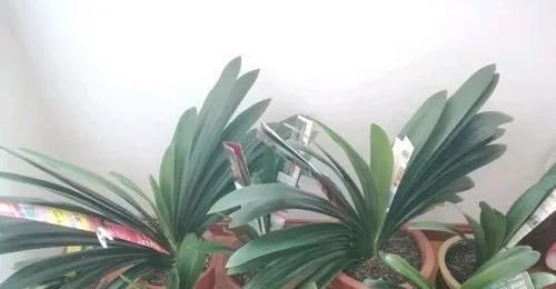 君子兰长了小苗不要随便碰,否则黄叶烂根