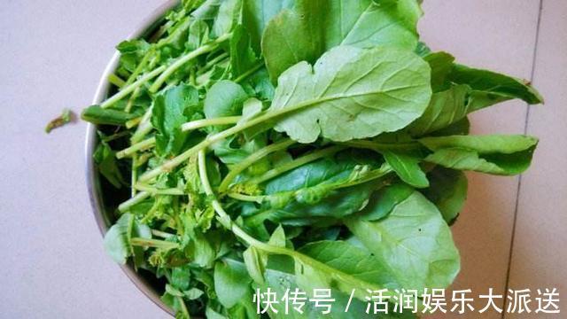 阳台|婆婆在阳台种“高钙菜”,15天摘“1篮子”,口感爽脆能“减肥