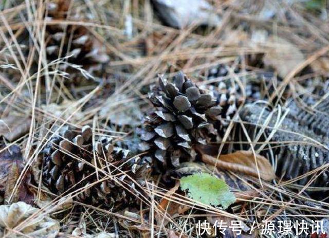 家里“肥料”不够用，出门捡“2种料”，处理后撒盆里，养分足！