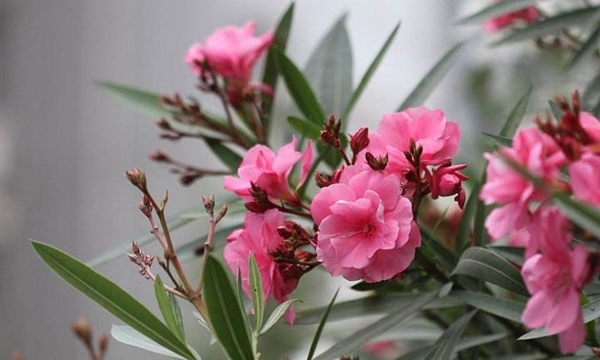 叶子比果实更有毒,有孩子的家庭最好不要养