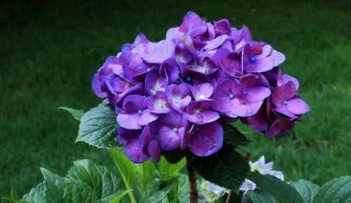 养花就养此4种，漂亮不输牡丹，四季开花，很值得拥有