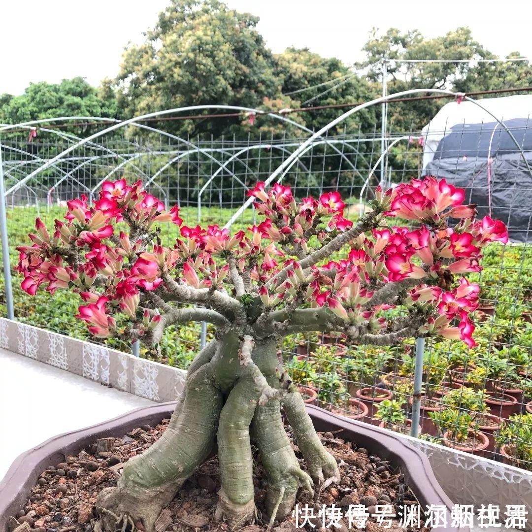 会养花的人都选它，耐旱又好活，2年养成小树桩！