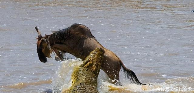 朱贵|水浒中这位好汉,又丑又笨,嘲讽全藏在绰号里,作者藏着说也是黑
