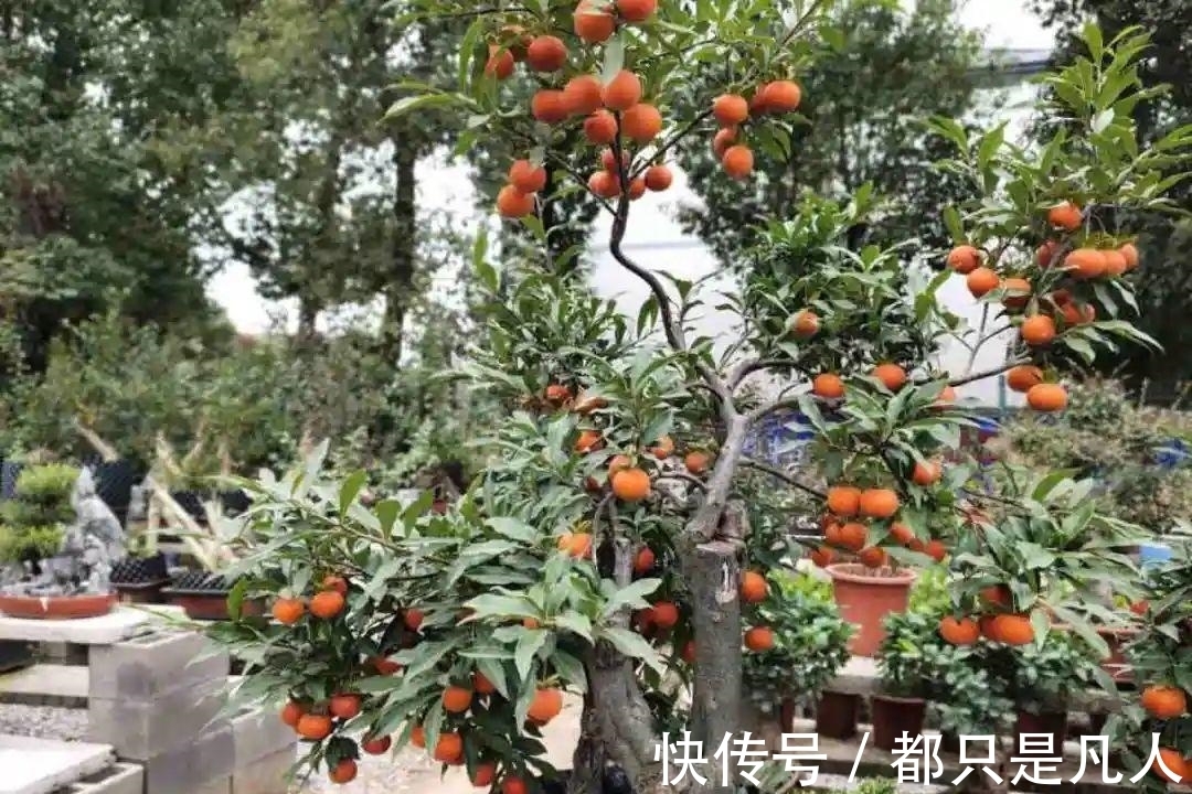 “寿命长”的10种花,寓意好,格调高,老人见了眉开眼笑!