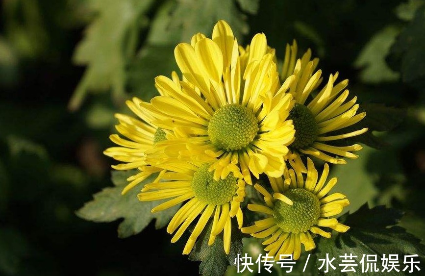 菊花|只需五个步骤,轻松让菊花四季都开花,爆盆不断,枝繁还叶茂!