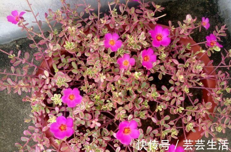 花朵|4种花好养又漂亮，花朵大花期长，花开就爆盆，漂亮又好养！