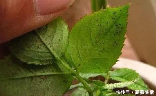 飞虫|花盆满是小飞虫?不是大事,花盆撒把它,小虫死翘翘