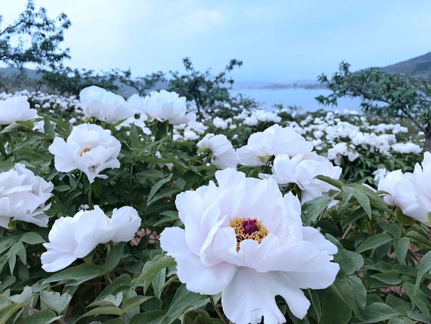 辽宁葫芦岛推介春游“打卡地”