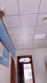 |搞笑GIF趣图:四胞胎的快乐