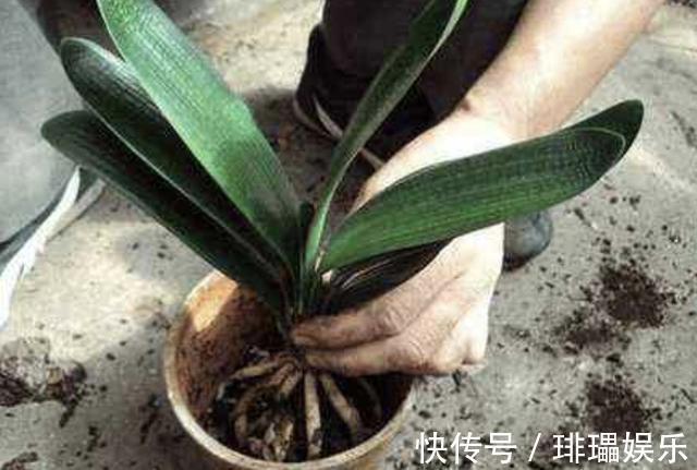 “树叶”垫盆底,将君子兰种下去,根系壮,“花苞”开始变多!