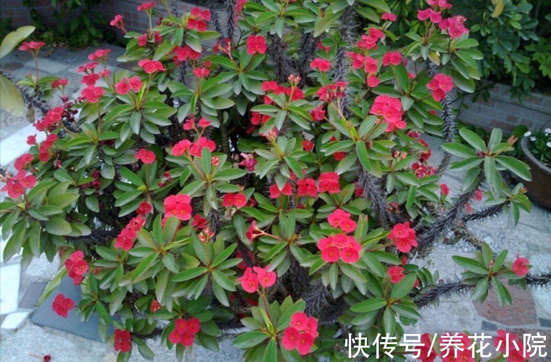 沙漠玫瑰|3种花，耐干旱又好养，一年开花好多次