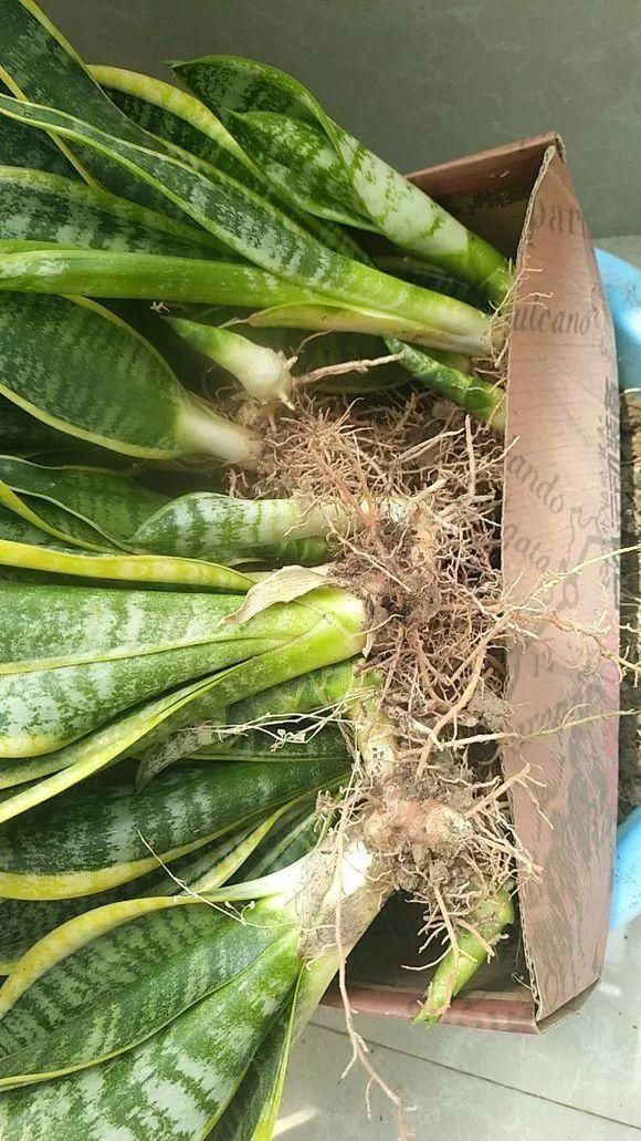 不需要扦插的5种花,把根“掰开”就是小苗,成活率真高