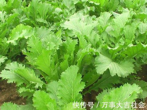 做菜|此菜是天然的”抗癌药“,拿来做菜吃,抗癌防癌,温中理气