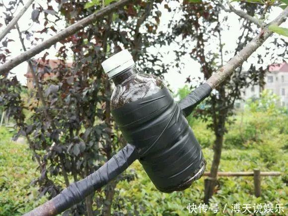 妙招|家庭养花,塑料瓶是“宝贝”,学会5个使用“小妙招”,一生受用