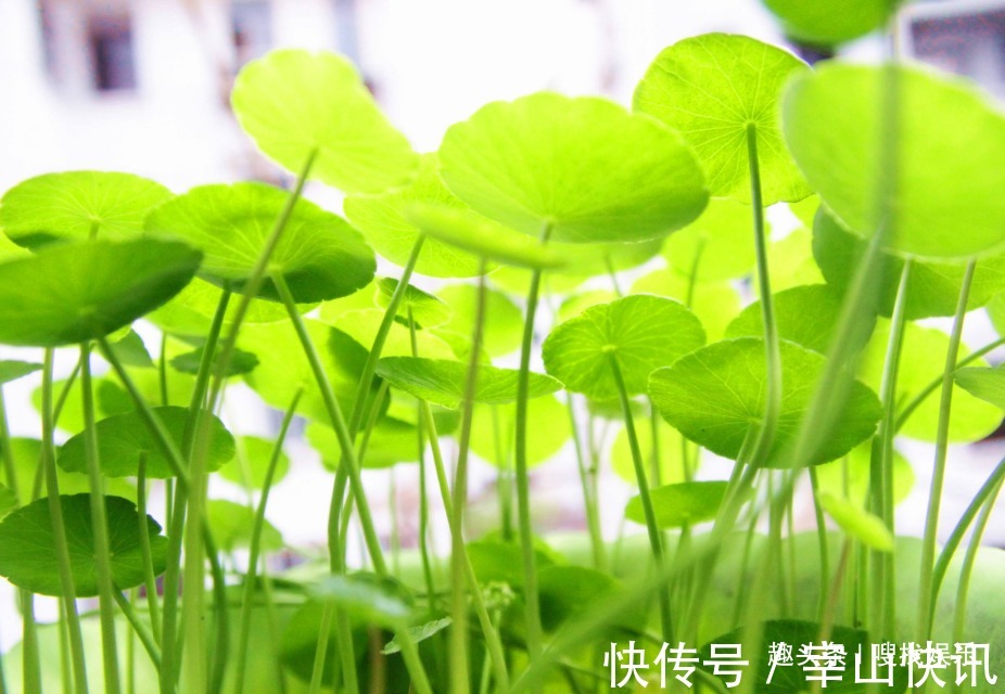 财源广进&此花姿态优美,碧玉的叶色呈现出清新脱俗之感,寓意为财源广进