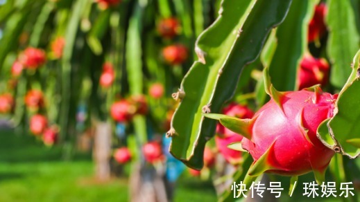 阳台别只种花草,试试种盆栽果树,养护简单易结果,想吃随手摘