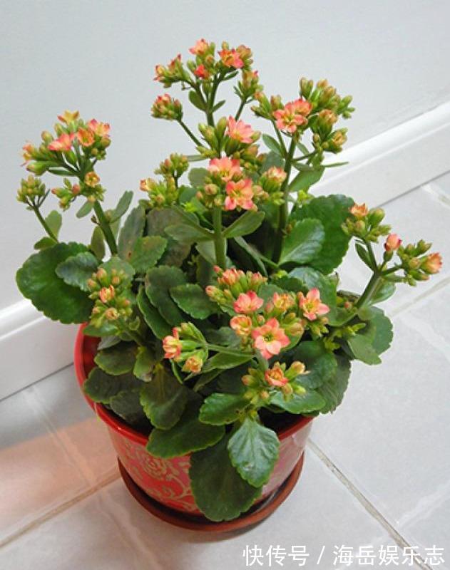 温度|盆栽长寿花，即将“休眠期”，夏天“别踩坑”，睡醒开花多