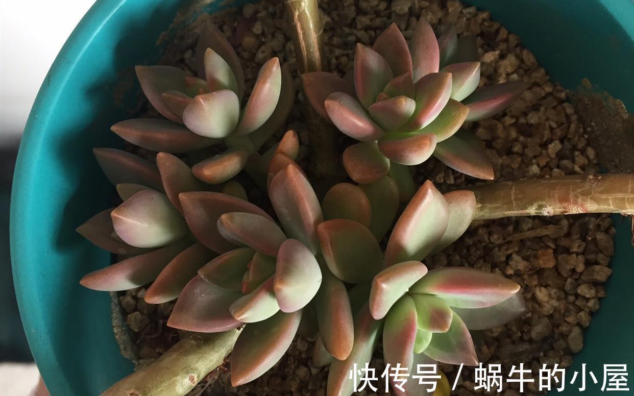 歪头|养的多肉总歪头，都是4个原因引起的，动动小手就能改善