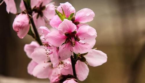 胜春&唐不知名诗人一首早春诗,短短四句美到心坎,背后深意发人深省