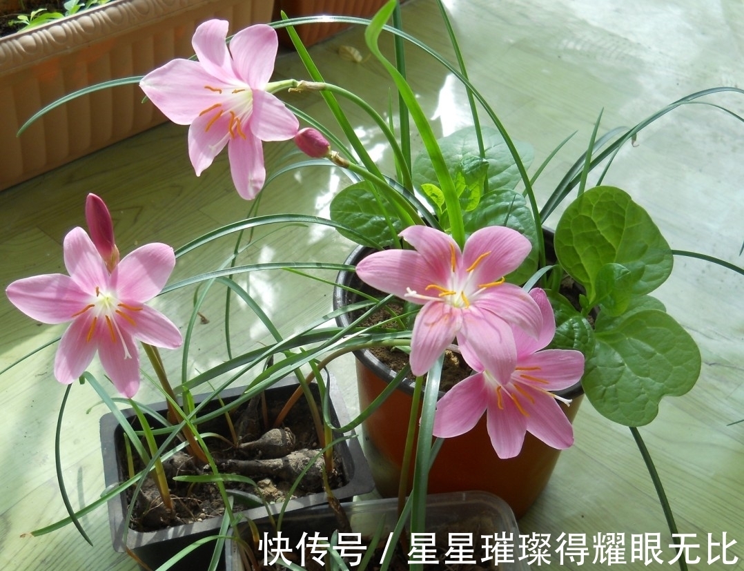 阳台养风雨兰,新人该怎么打理?想要多开花,就该抓住这6点